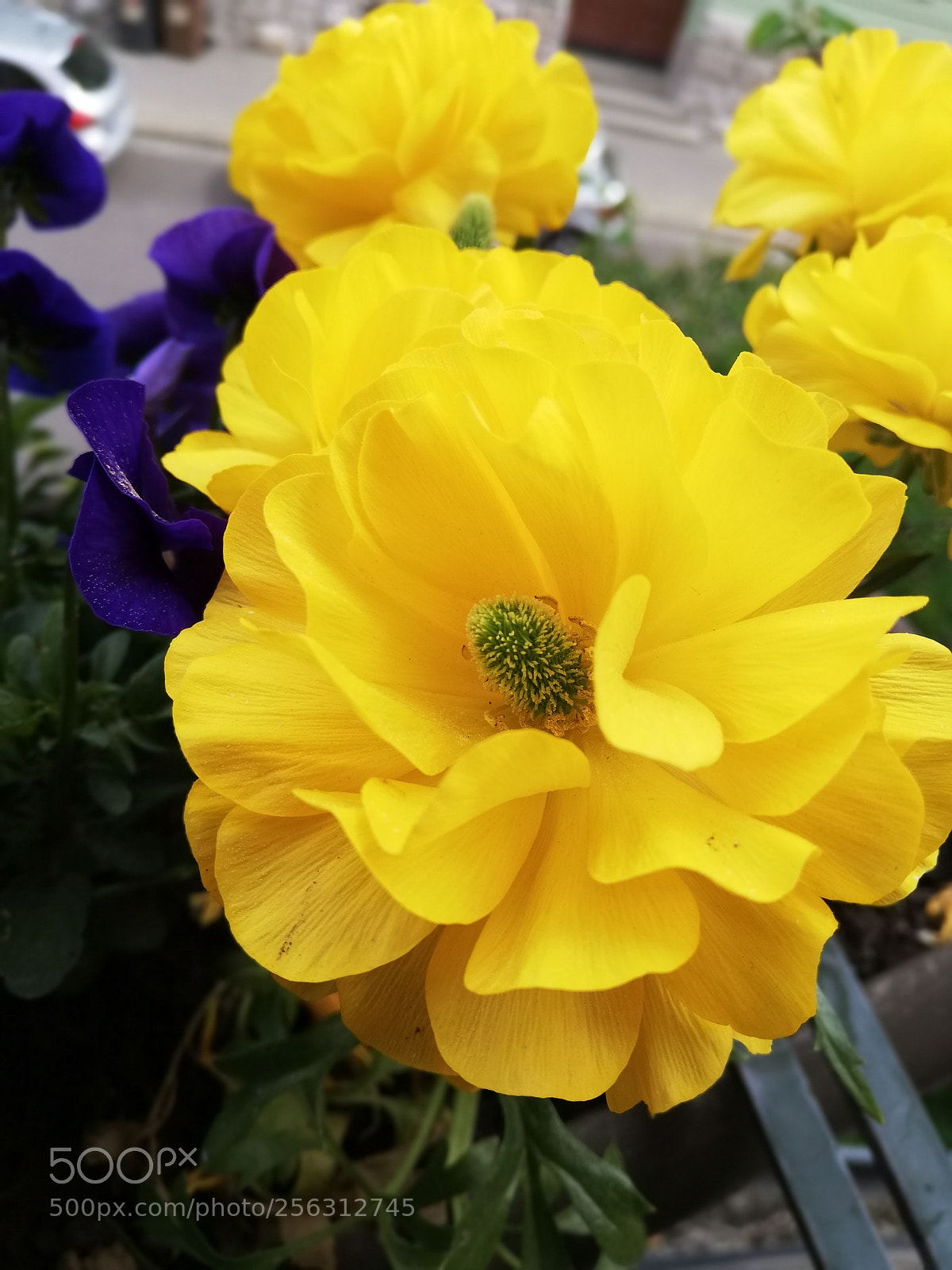 HUAWEI P20 lite sample photo. Yellys photography
