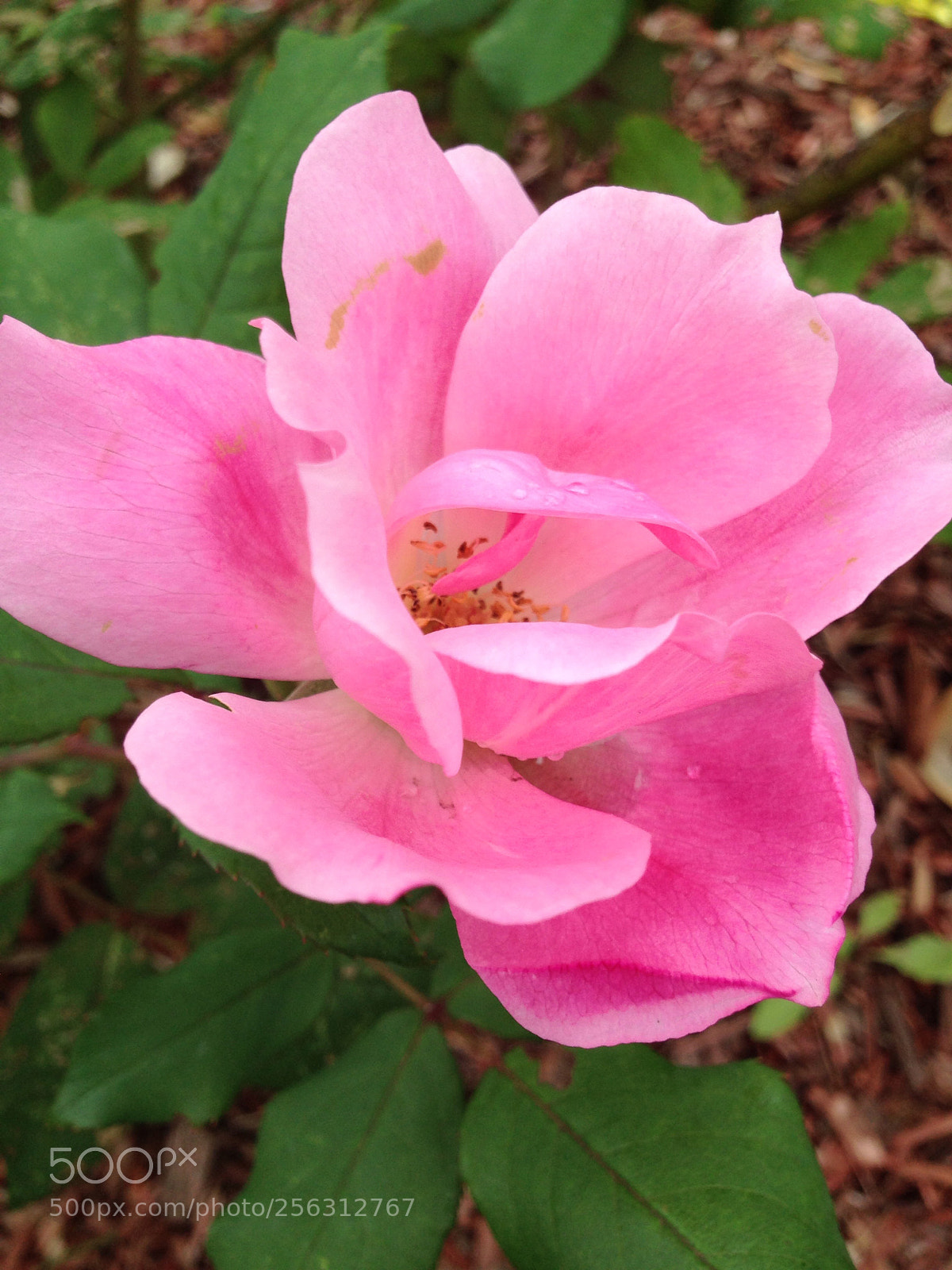 Apple iPhone 5c sample photo. Ce19c7c8-0001-4ba7-aaf2-1fc9ae77a739.jpg photography