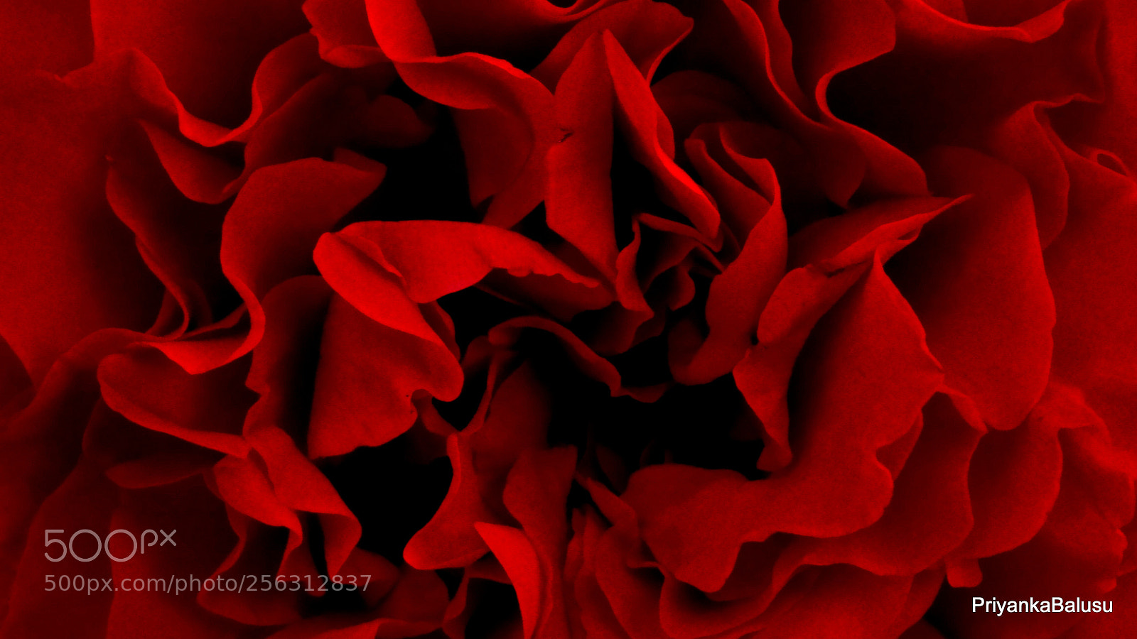 Sony Cyber-shot DSC-HX9V sample photo. Petals in red! photography