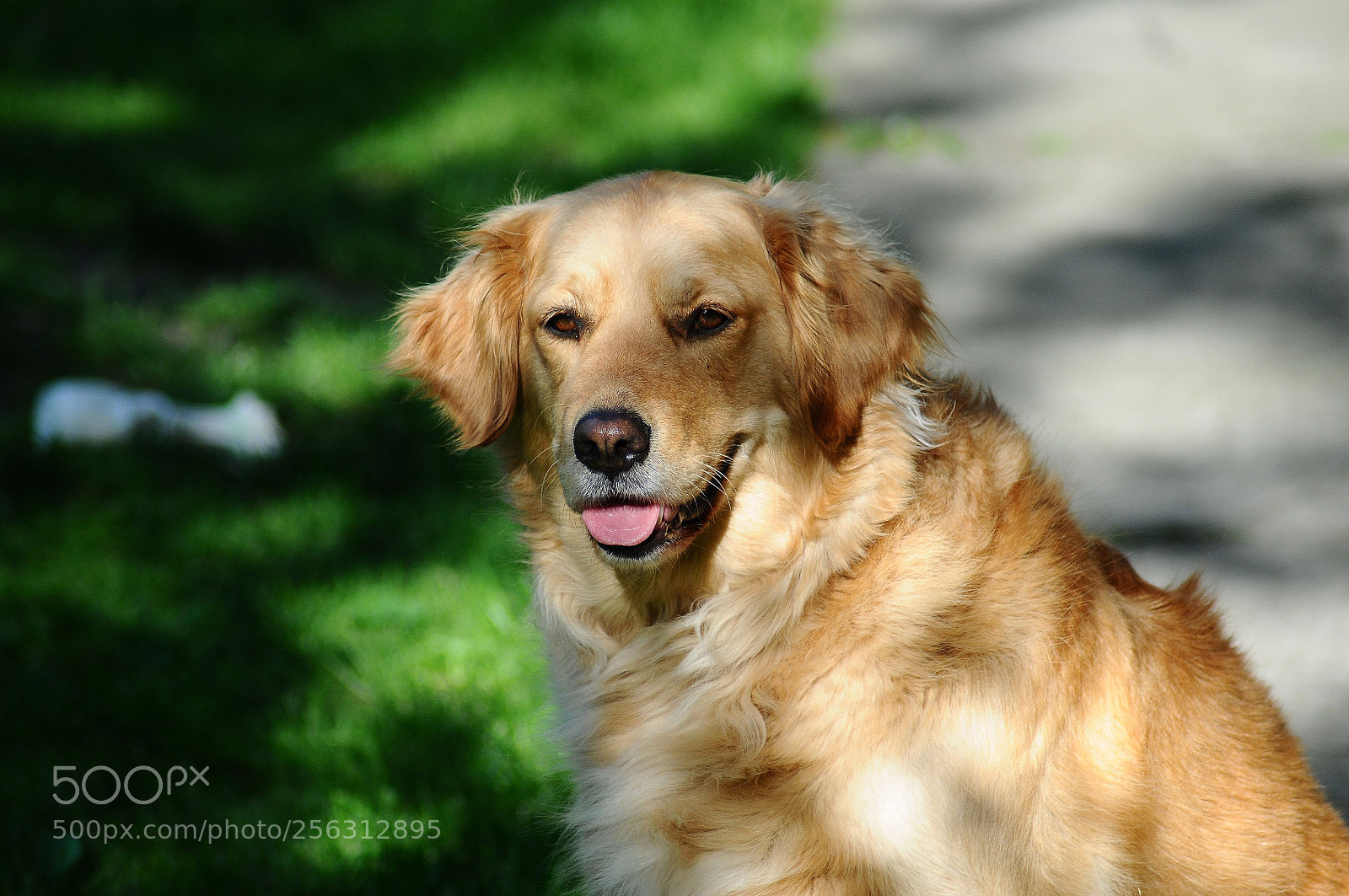 Nikon D300S sample photo. Retriever wallpaper golden retriever photography