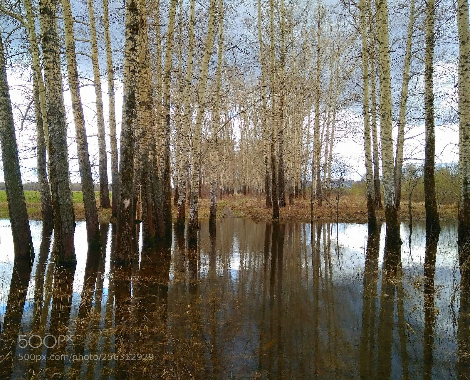 Xiaomi Redmi 4 Pro sample photo. Розлив реки Нерль photography