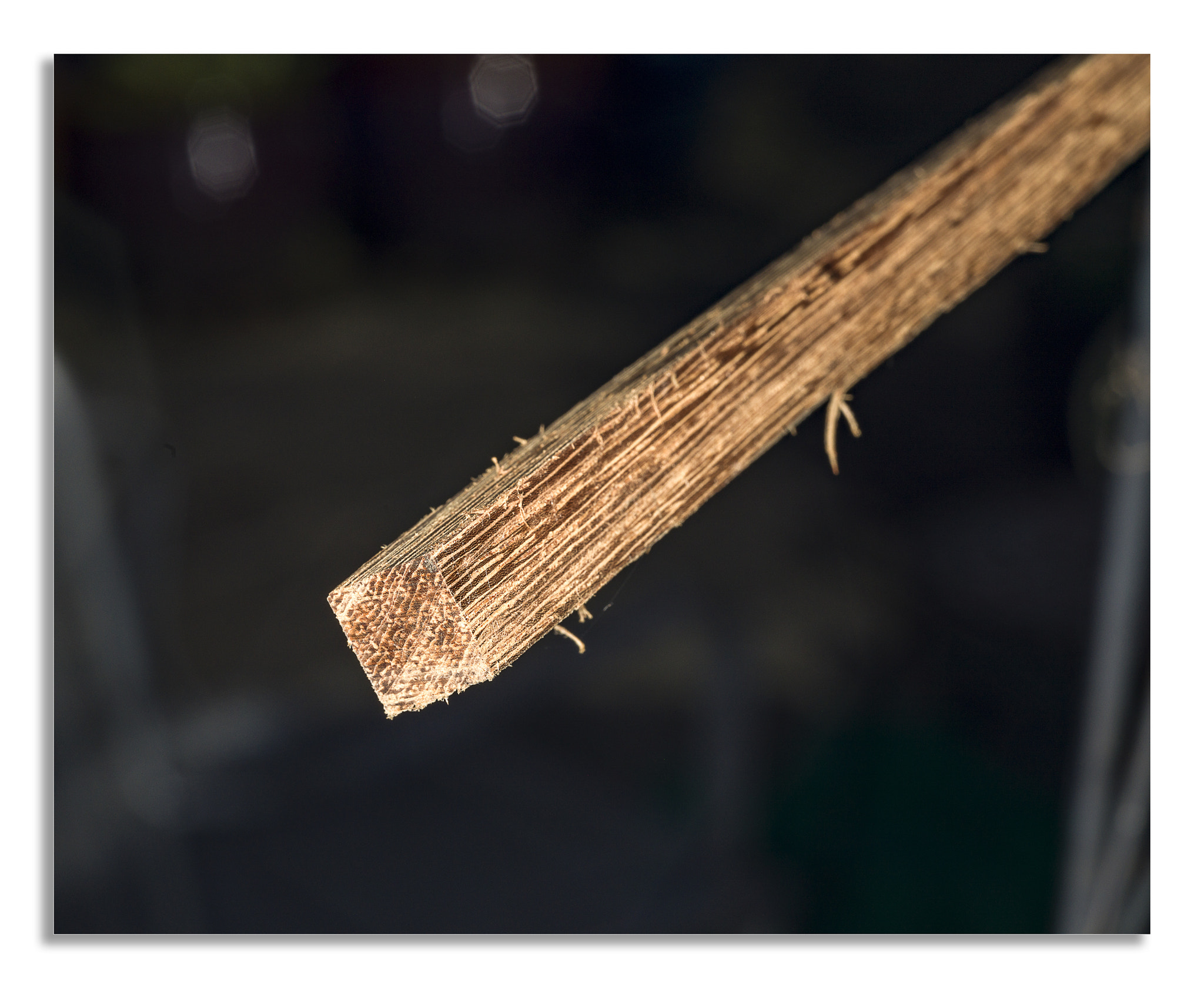 Hasselblad X1D-50c sample photo. Lens test2 a photography