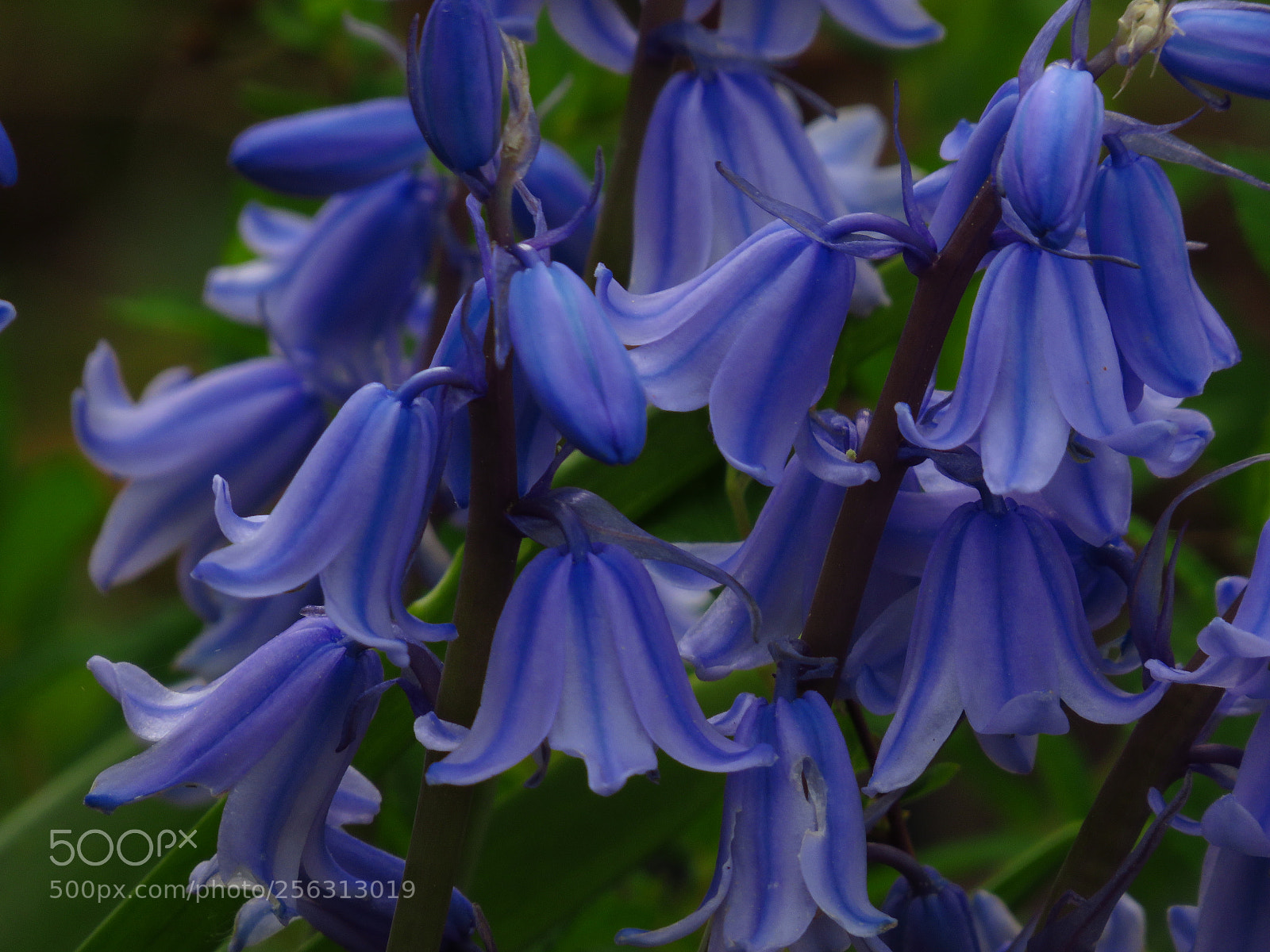 Canon PowerShot SX540 HS sample photo. Img photography