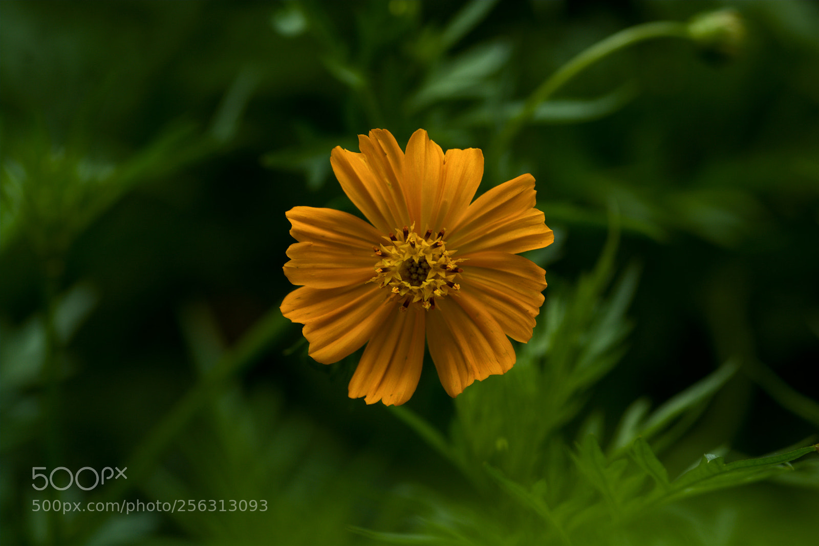 Nikon D7100 sample photo. Cosmos flower photography