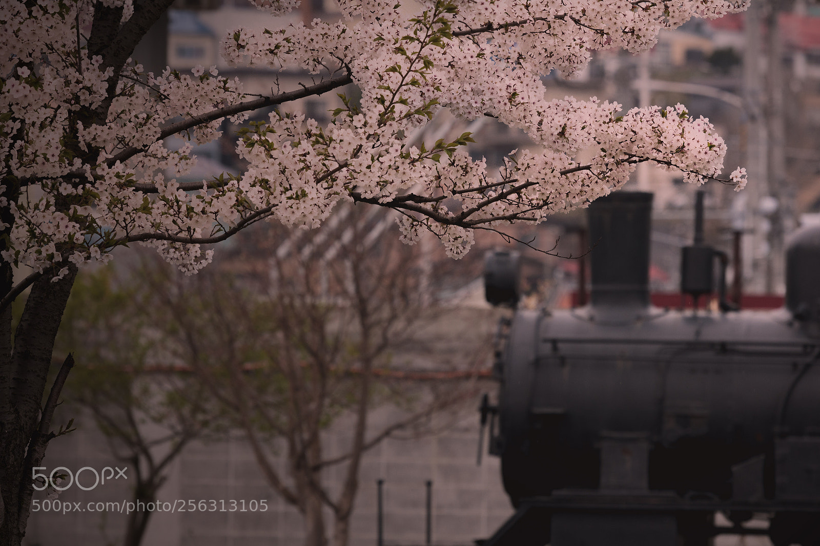 Canon EOS 550D (EOS Rebel T2i / EOS Kiss X4) sample photo. Cherry blossoms and steam photography