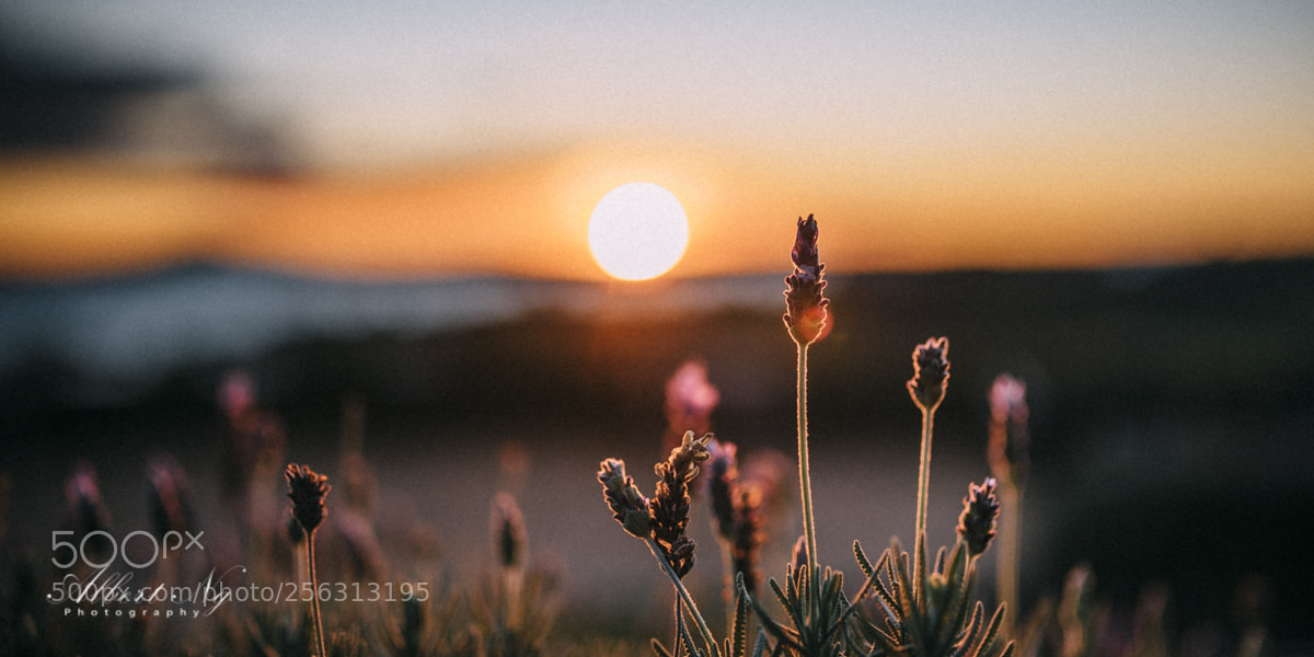Nikon D750 sample photo. Dawn over lavender mudbrick photography
