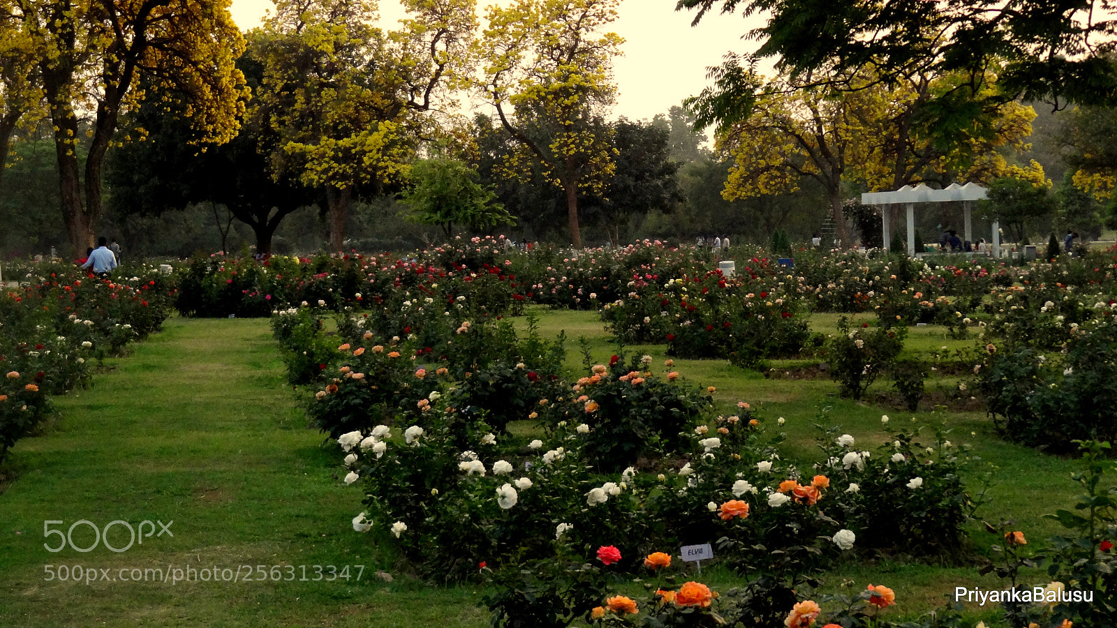 Sony Cyber-shot DSC-HX9V sample photo. Rose garden! photography