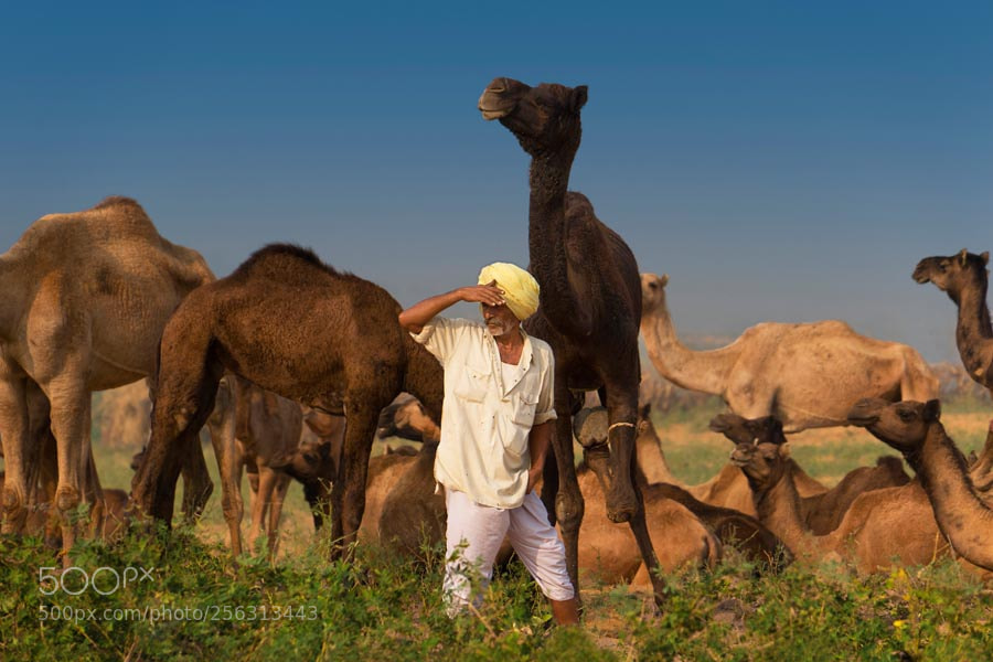 Sony a7 sample photo. Pushkar mela. rajasthan photography