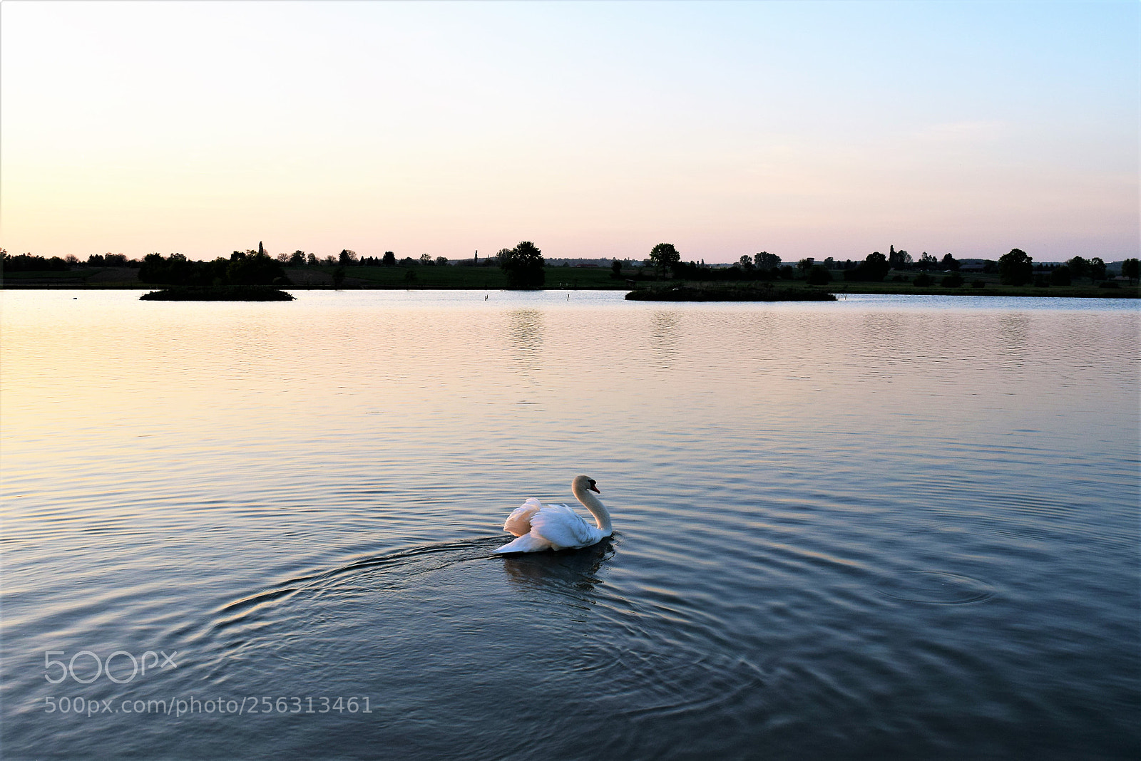 Nikon D3300 sample photo. Swan photography