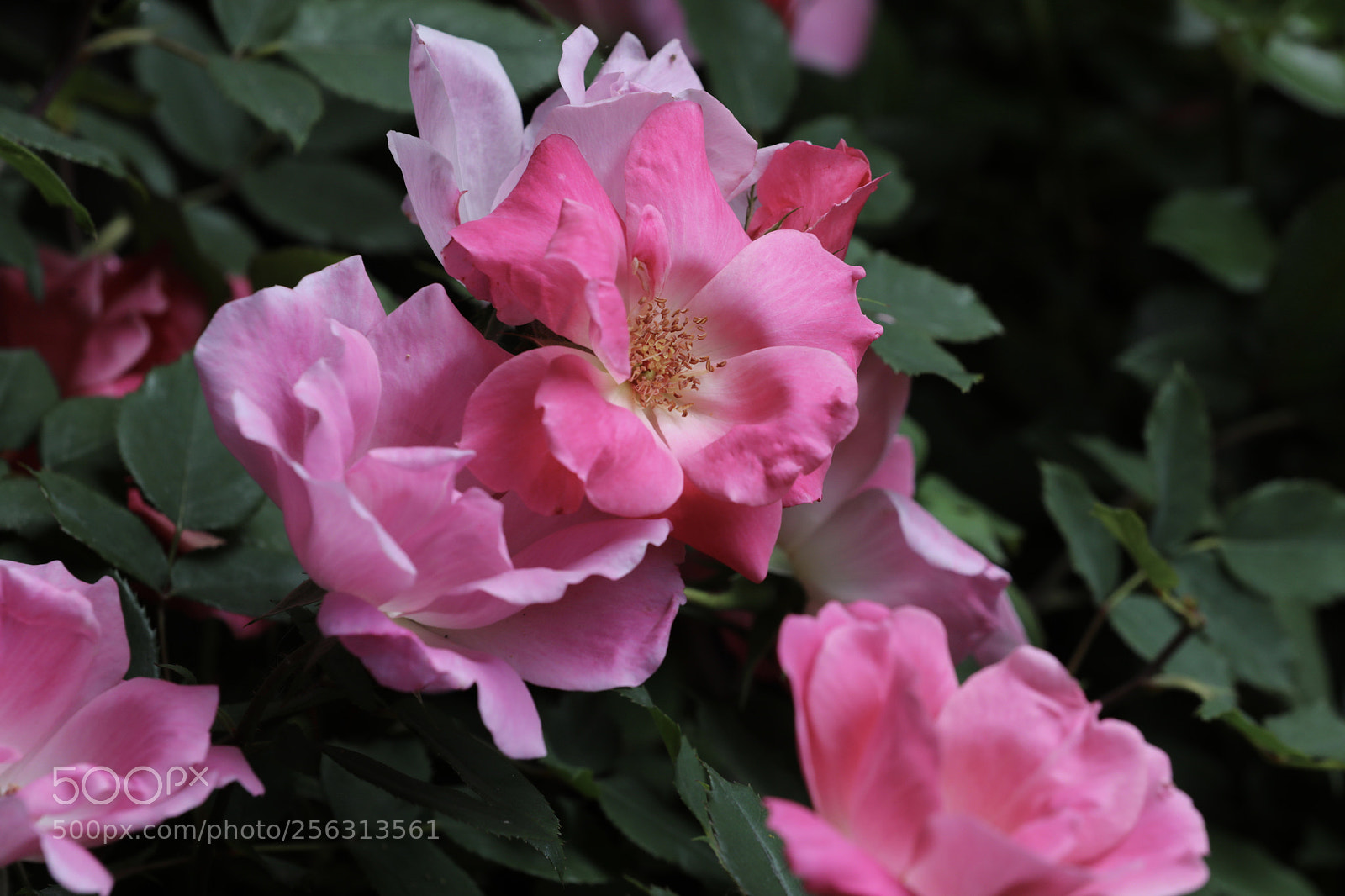Canon EOS 5D Mark IV sample photo. 月季 photography