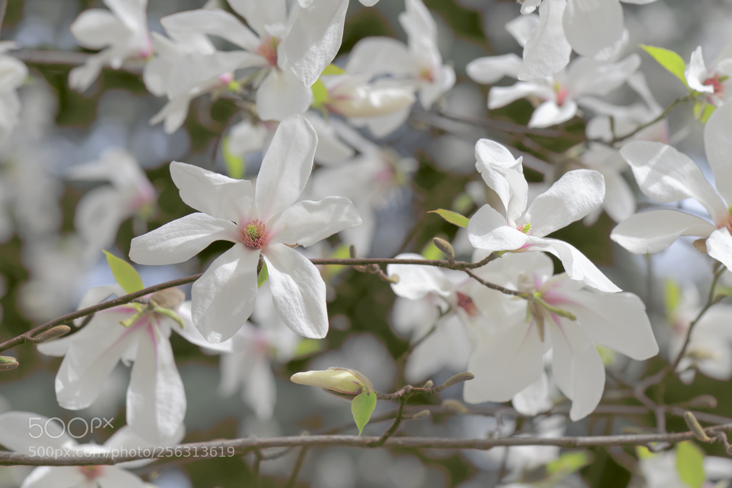 Nikon D850 sample photo. Magnolia photography