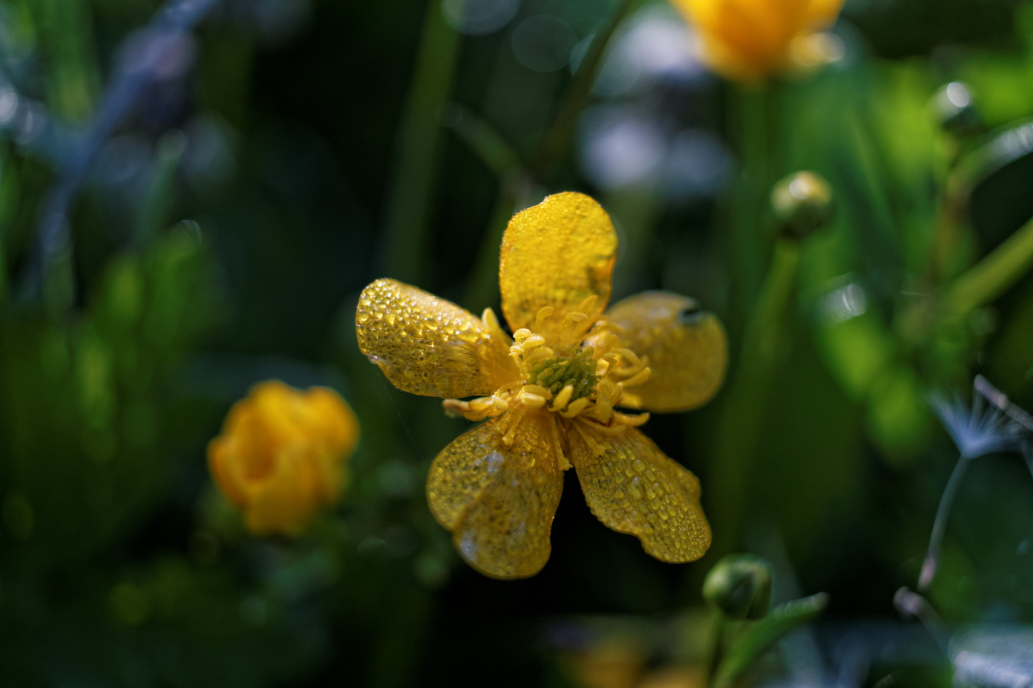 Canon EF-S 24mm F2.8 STM sample photo