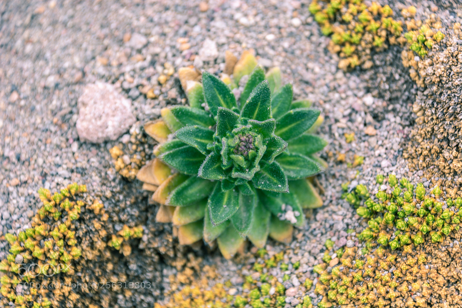Nikon D5200 sample photo. Beautiful photography