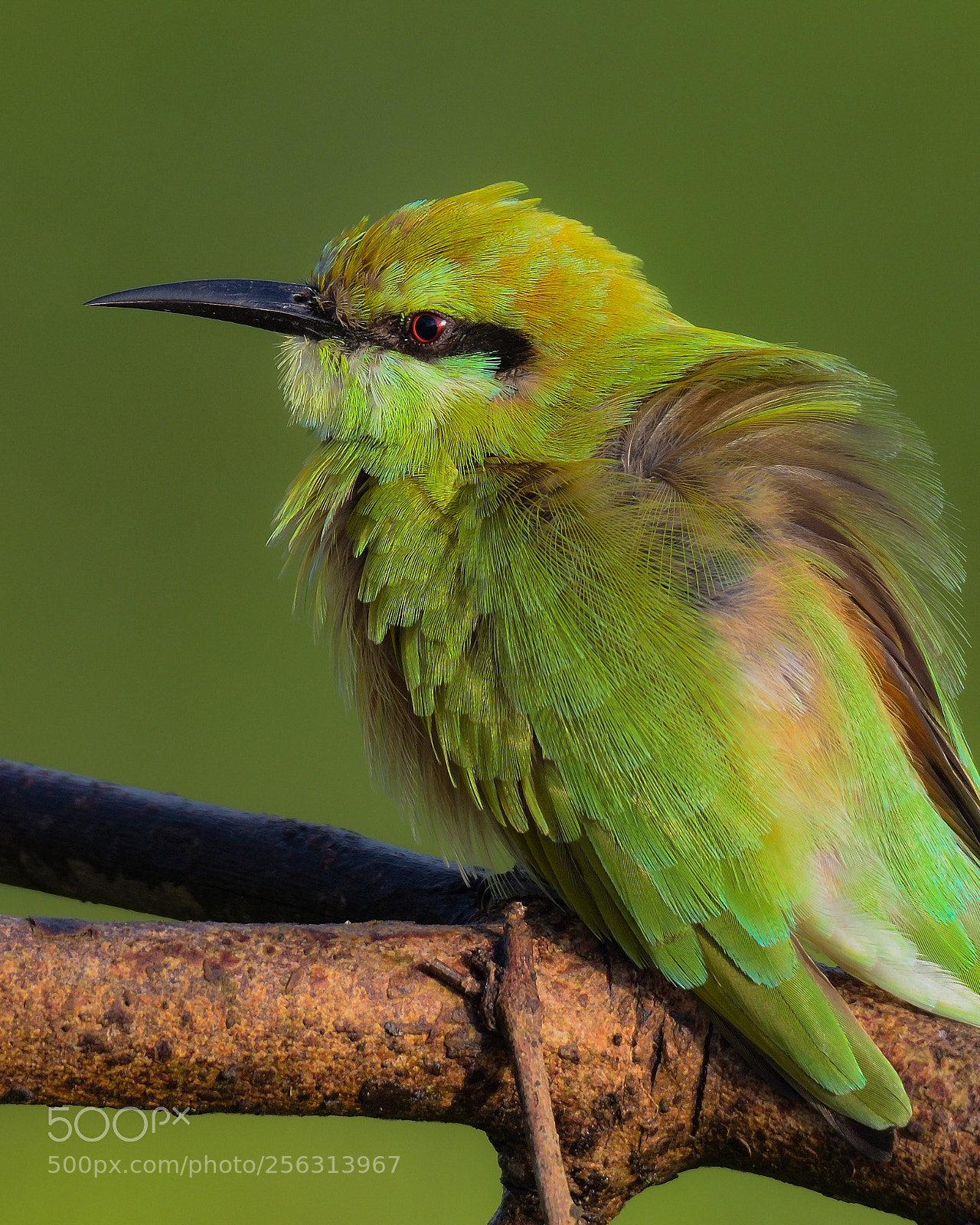 Nikon D7200 sample photo. Green bee eater photography
