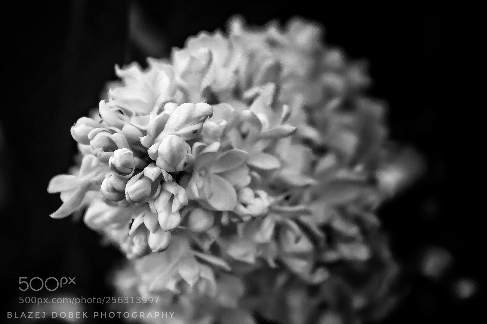 Canon EOS 1200D (EOS Rebel T5 / EOS Kiss X70 / EOS Hi) sample photo. In my garden photography