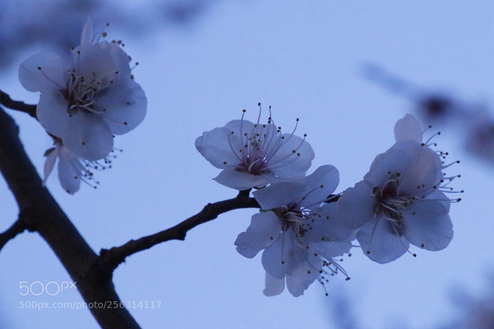 Canon EF-S 18-200mm F3.5-5.6 IS sample photo. Apricot flower under no photography