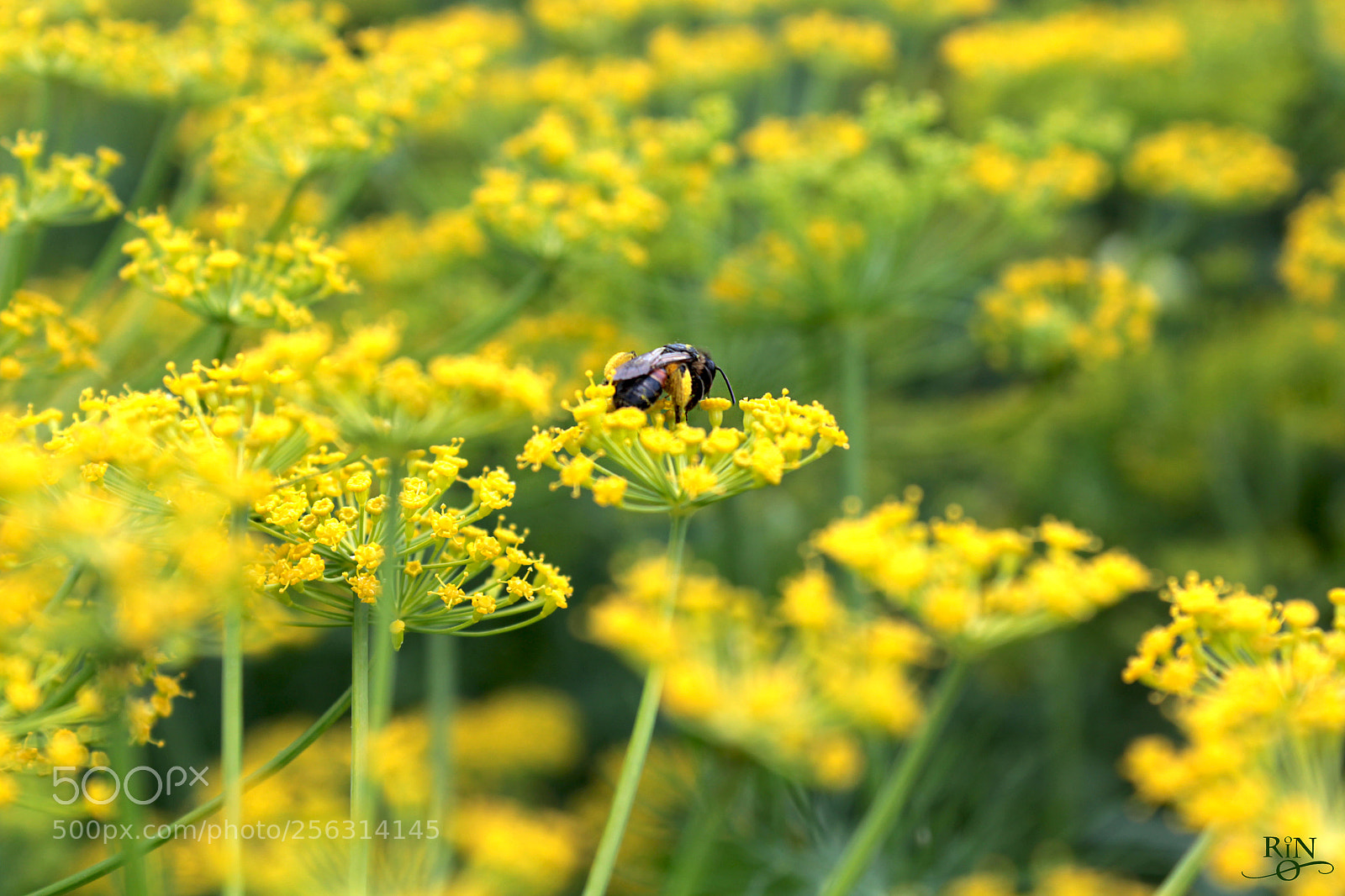 Canon EOS 1200D (EOS Rebel T5 / EOS Kiss X70 / EOS Hi) sample photo. Smell of honey photography