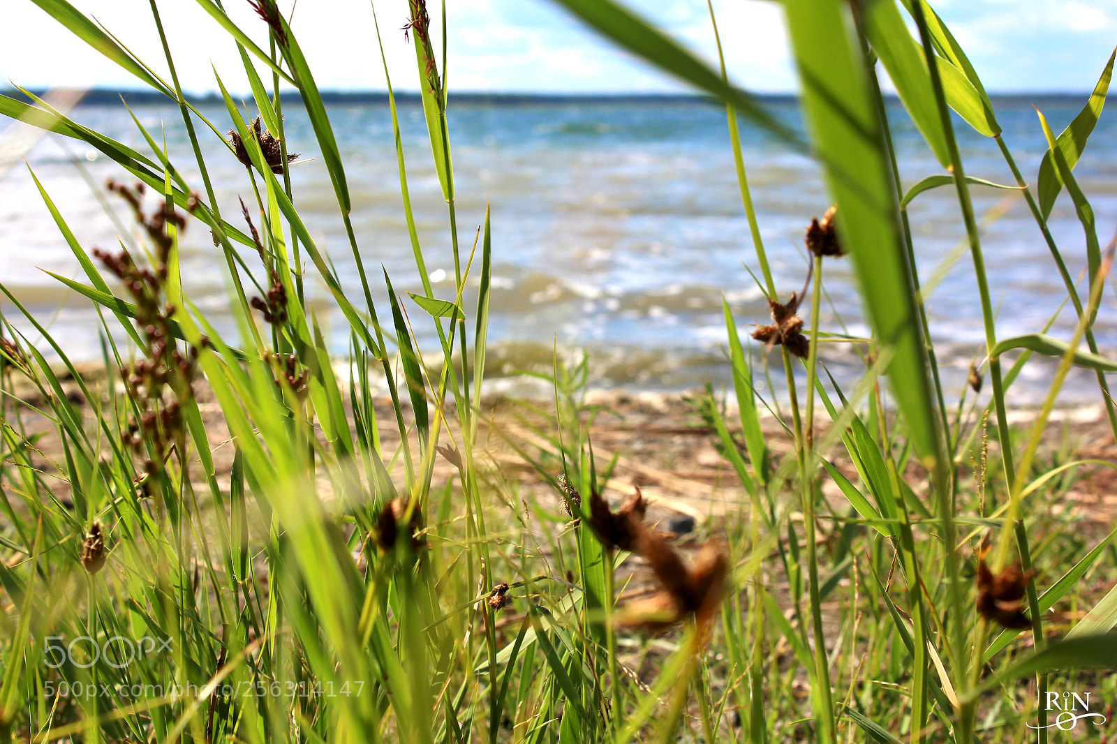 Canon EOS 1200D (EOS Rebel T5 / EOS Kiss X70 / EOS Hi) sample photo. Summer dreams photography