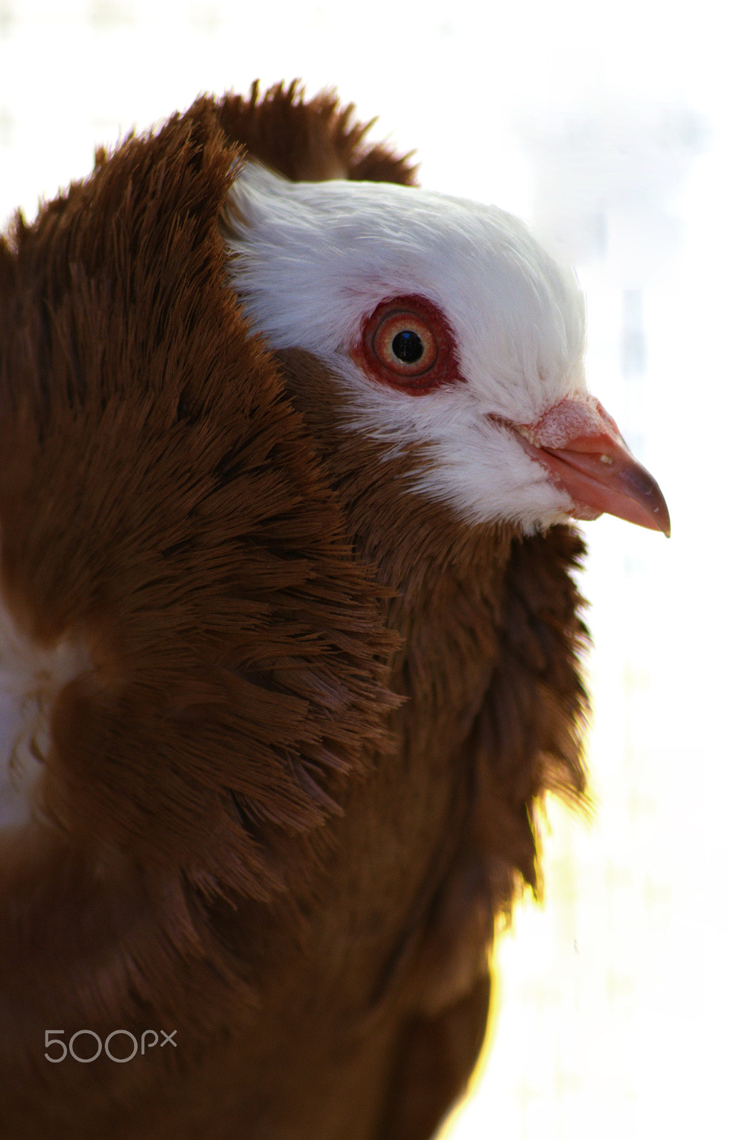 Nikon D3000 + Sigma 70-300mm F4-5.6 APO DG Macro sample photo. Capuchin pigeon photography