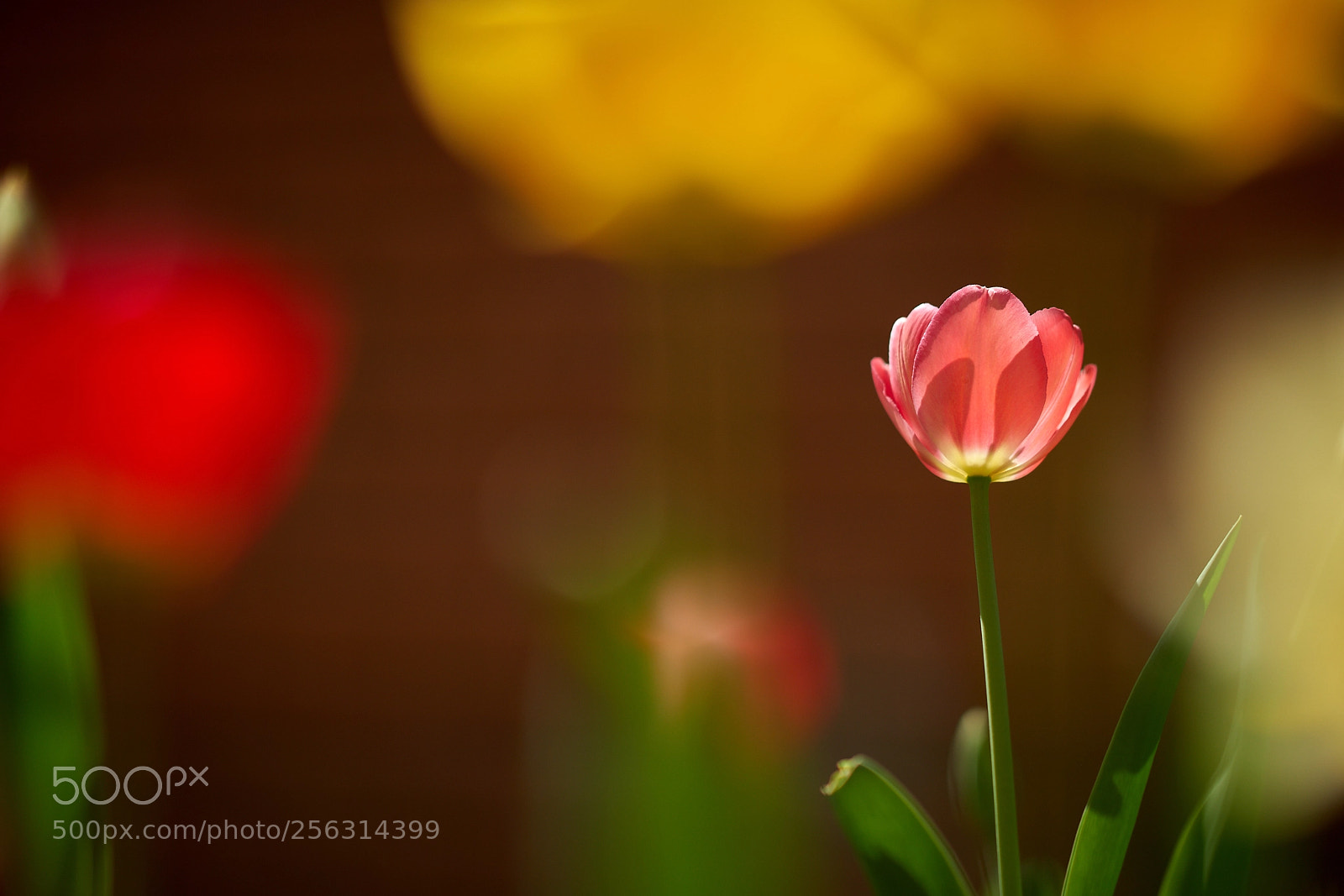 Sony a99 II sample photo. тюльпаны photography
