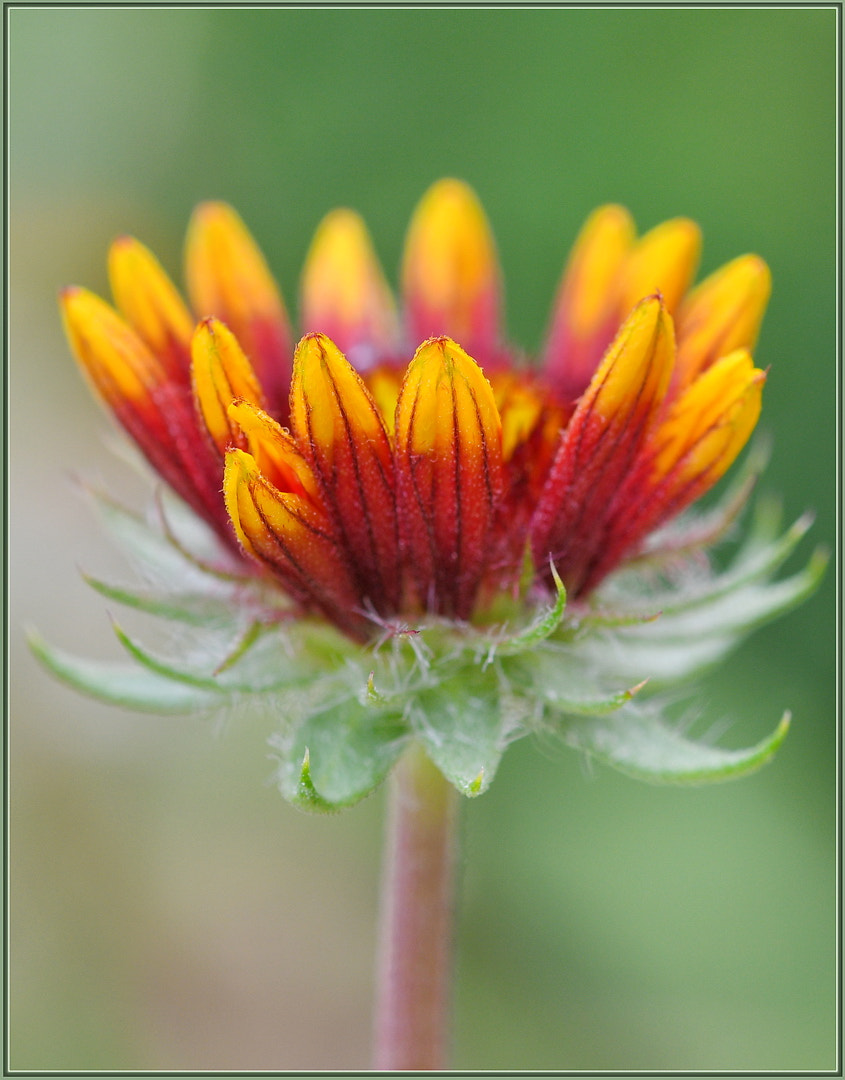 Sigma 105mm F2.8 EX DG OS HSM sample photo. I shall catch the sun photography