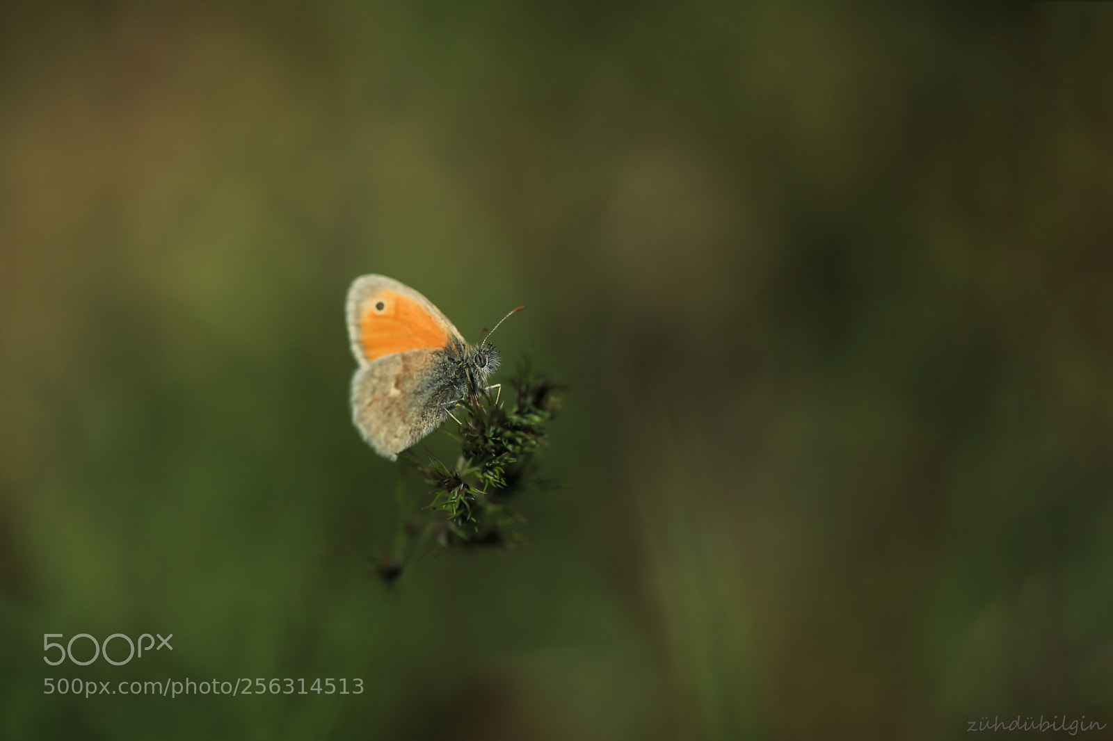 Canon EOS 5D Mark II sample photo. Butterfly photography
