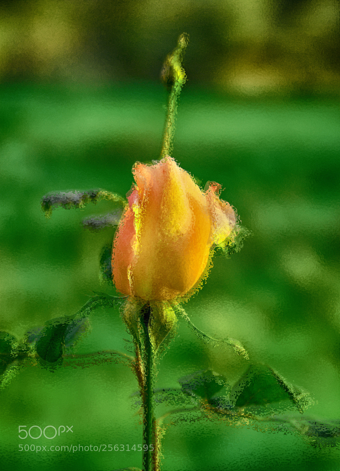 Nikon D300 sample photo. Flowers photography