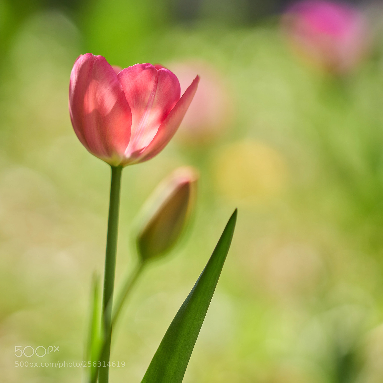 Sony a99 II sample photo. Тюльпан photography