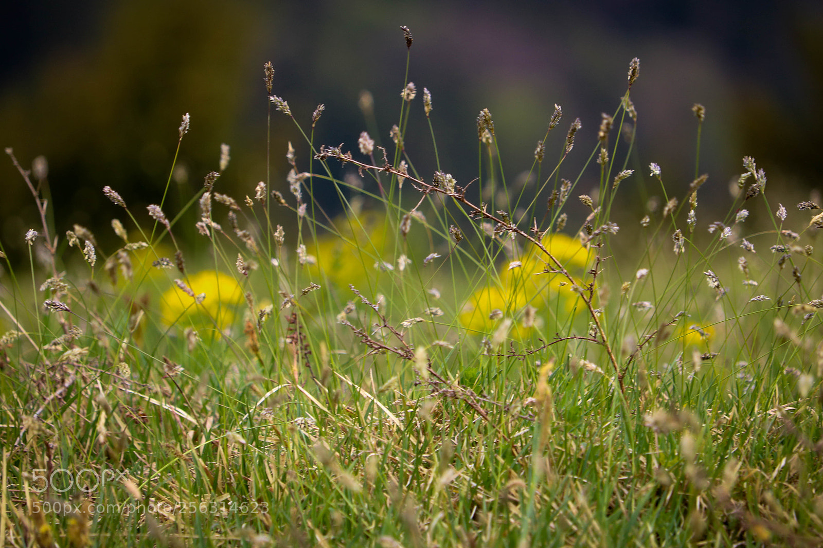 Canon EOS 750D (EOS Rebel T6i / EOS Kiss X8i) sample photo. Löwenzahn... photography