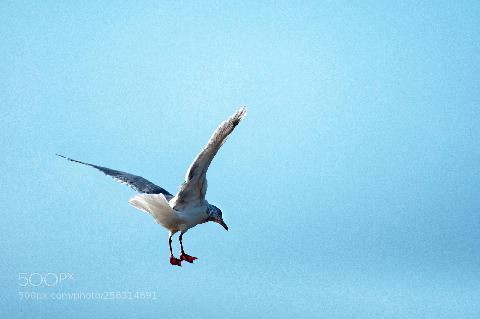 Nikon D90 sample photo. Take off photography