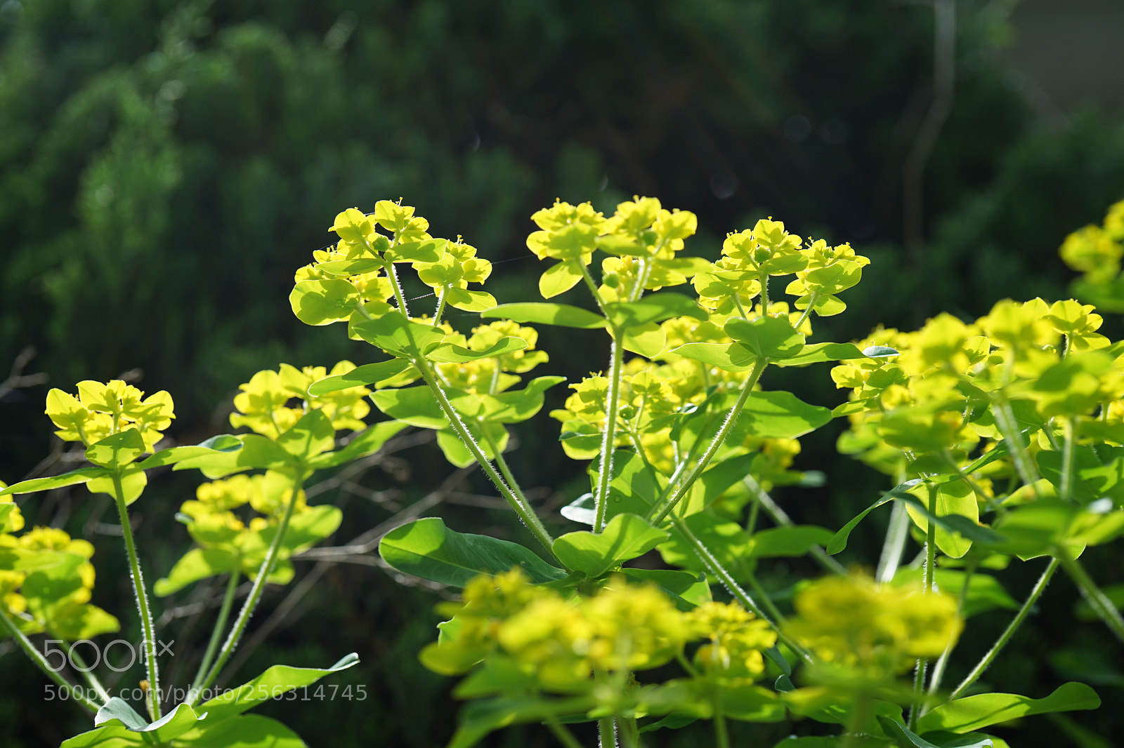 Sony a7 II sample photo. Spring colors photography