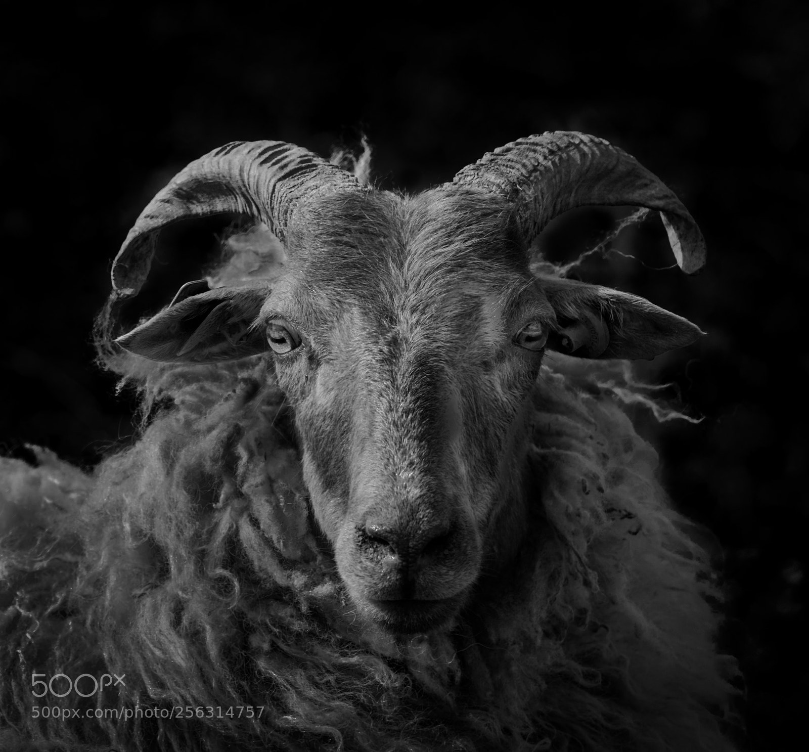 Nikon D5300 sample photo. Ram photography