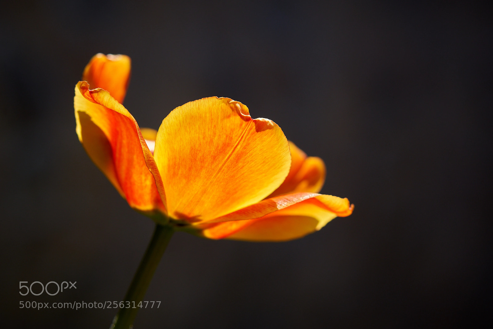 Sony a99 II sample photo. Dsc photography
