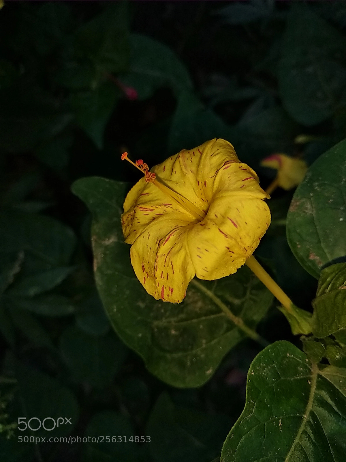 Xiaomi Redmi Note 5 sample photo. Untitled photography