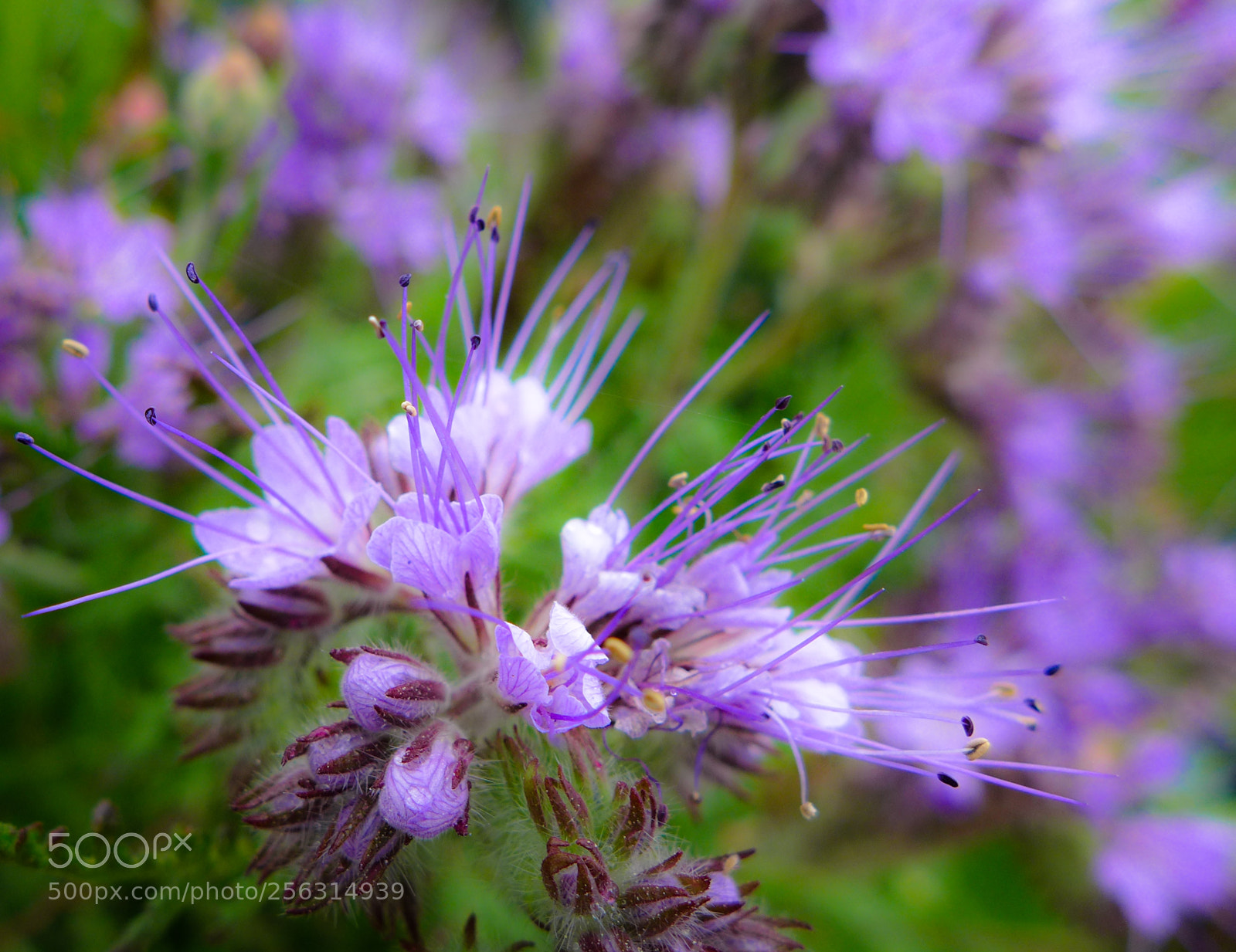 Panasonic Lumix DMC-LX7 sample photo. Purple dance photography