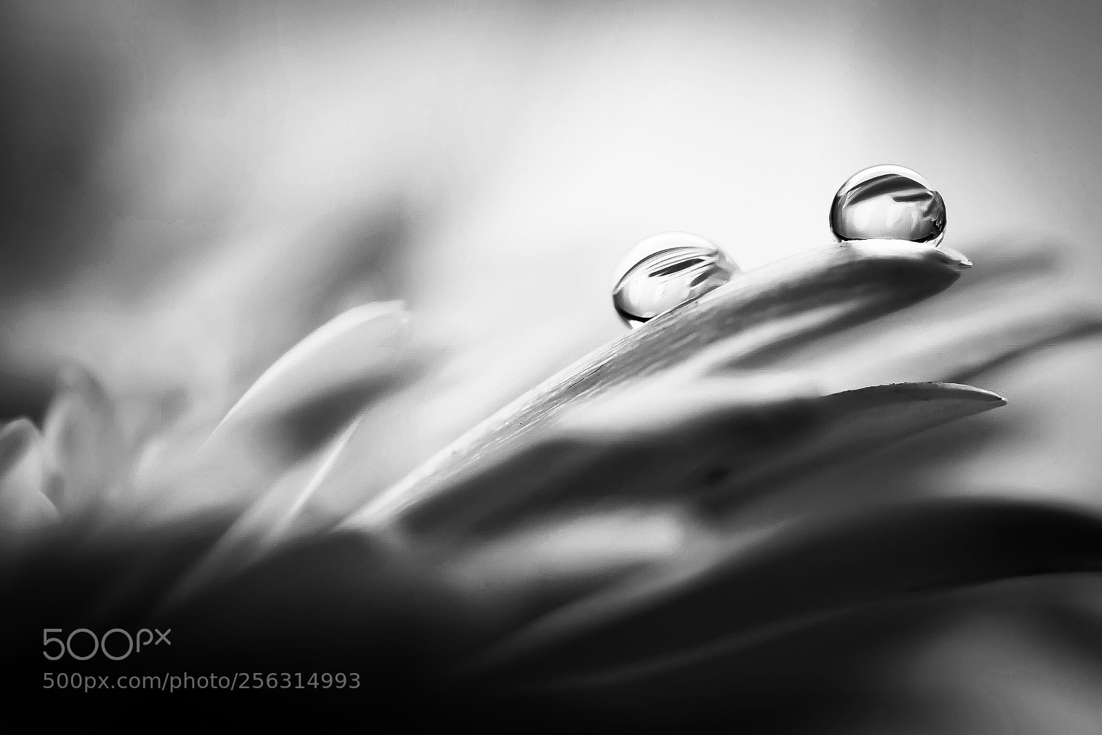 Nikon D810 sample photo. Two photography