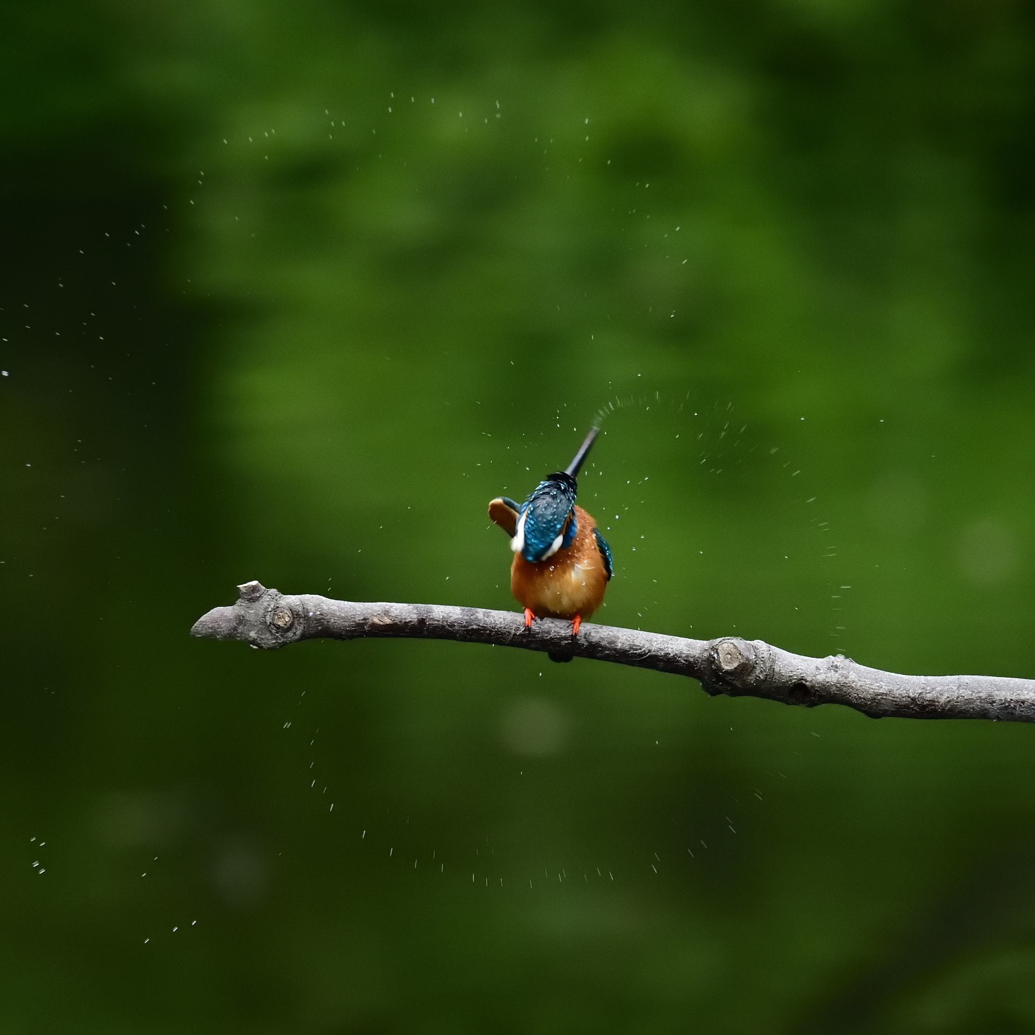 Nikon Nikkor AF-S 300mm F4E PF ED VR sample photo. Kingfisher 翡翠 photography