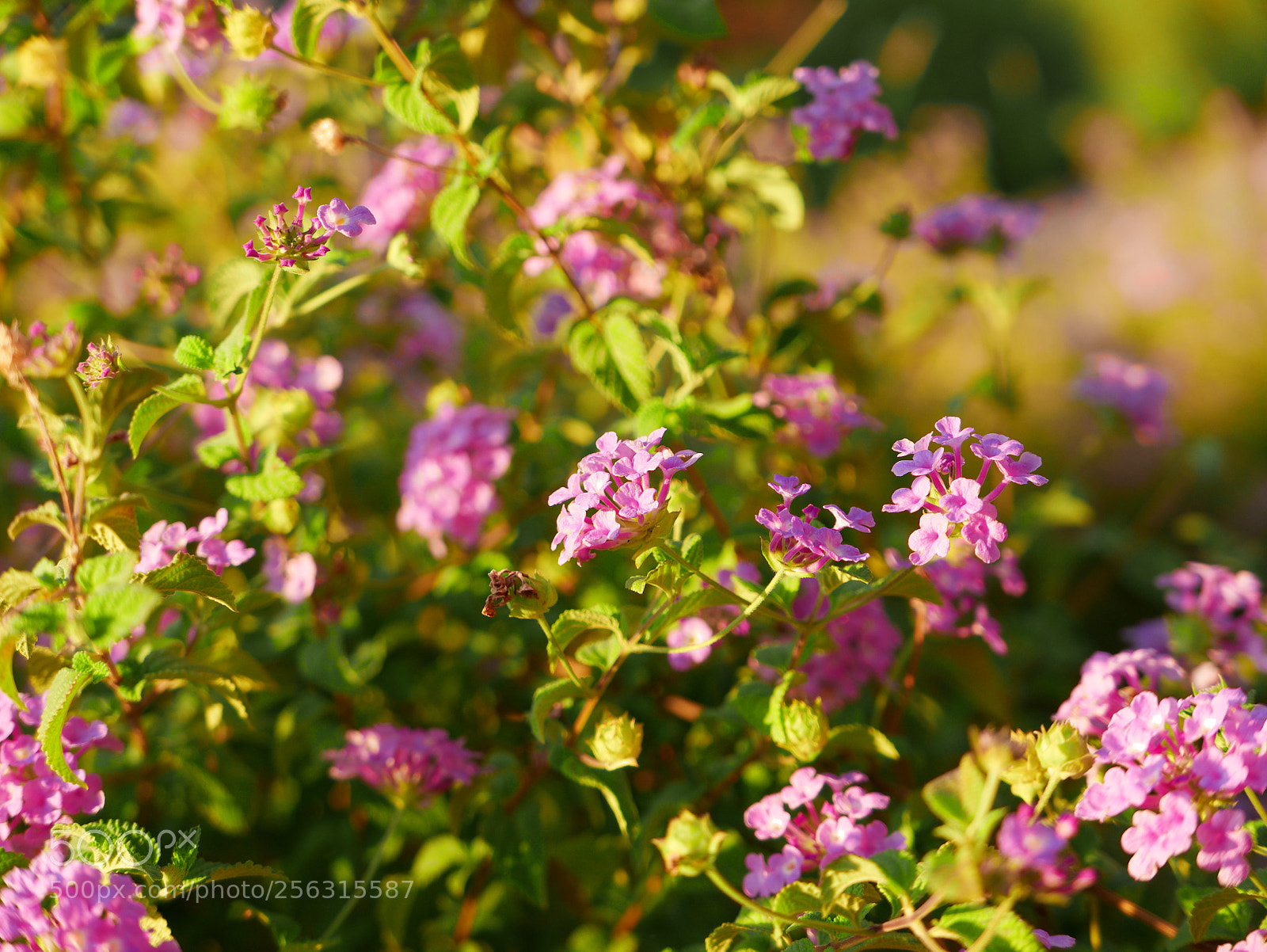 Panasonic Lumix DMC-LX100 sample photo. Morning garden photography