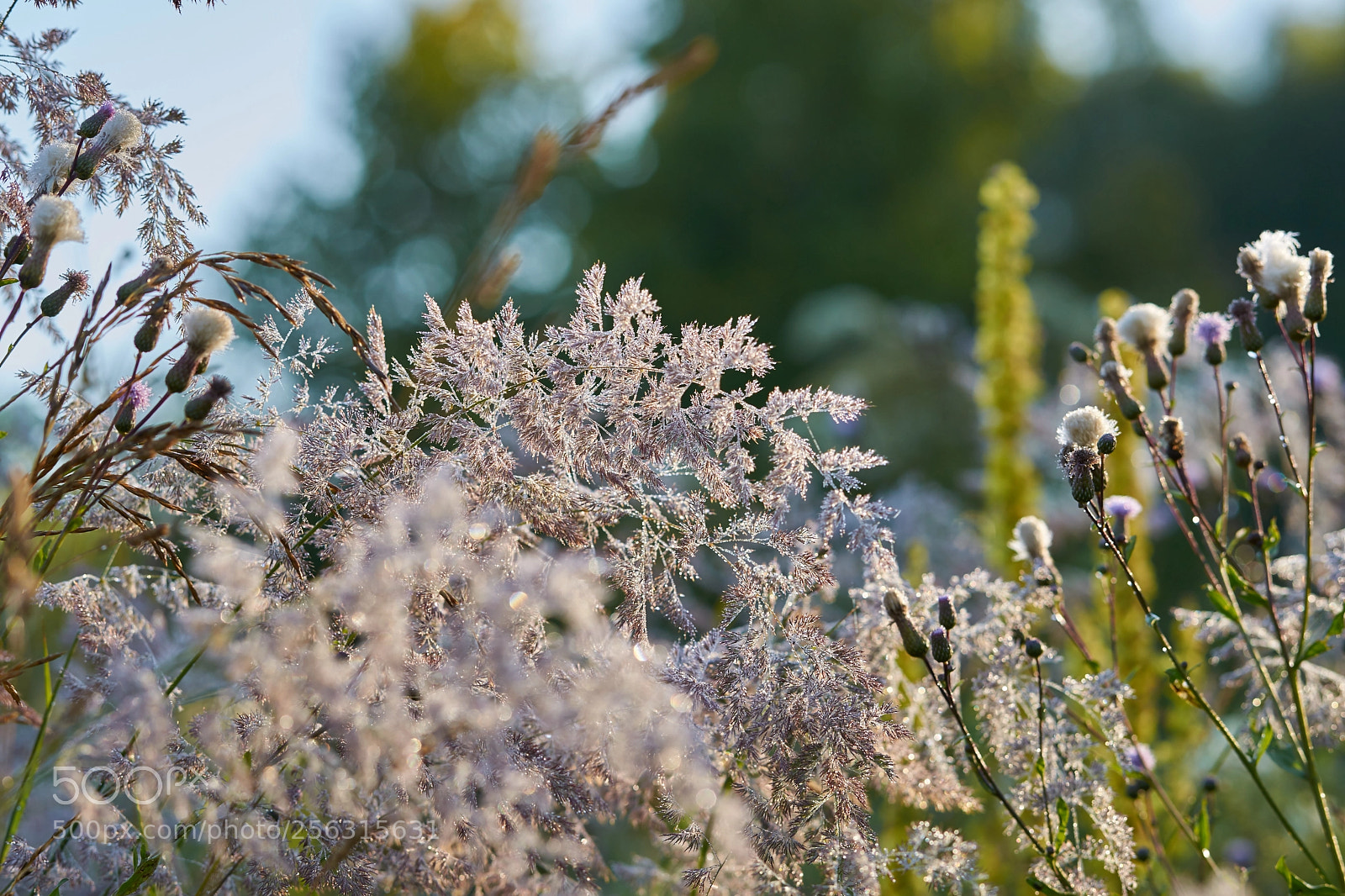 Sony Alpha DSLR-A850 sample photo. роса photography