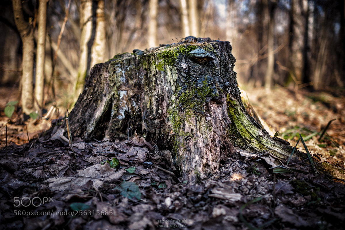 Olympus OM-D E-M1 sample photo. Stump photography