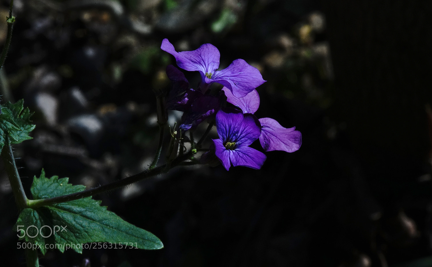 Sony a7R II sample photo. Wild phlox photography