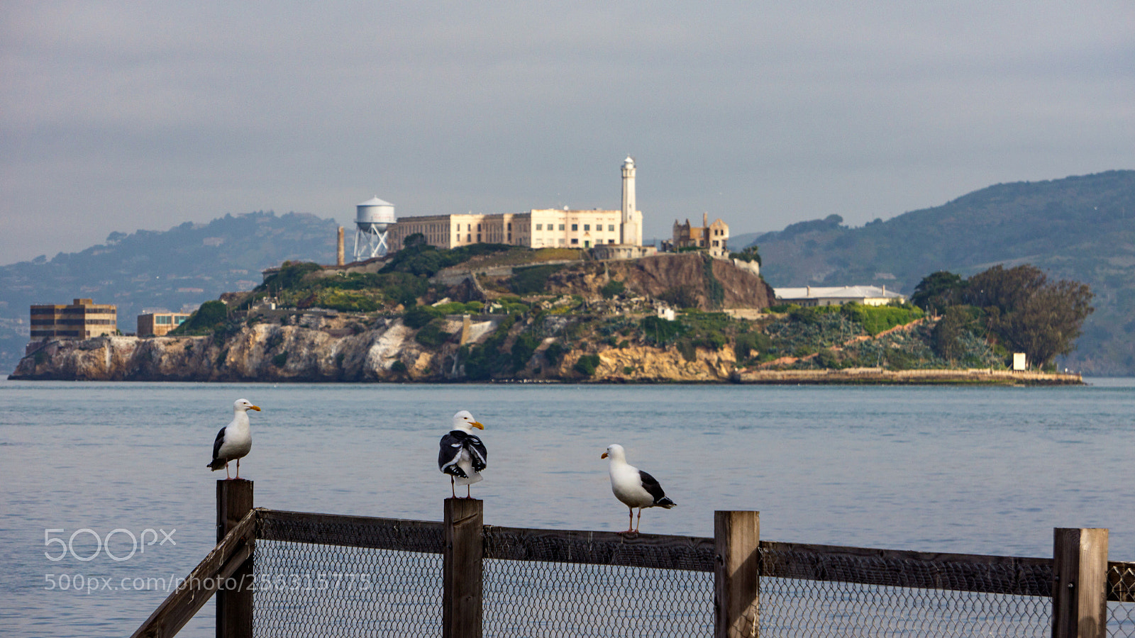 Sony Alpha NEX-7 sample photo. Alcatraz seagulls photography