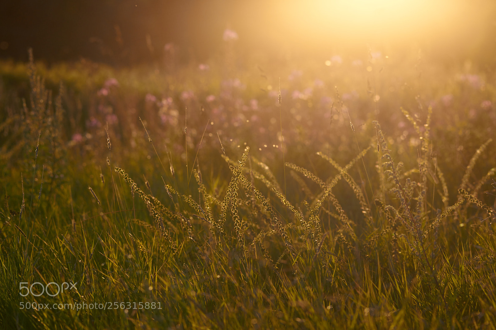 Sony Alpha DSLR-A850 sample photo. ... photography
