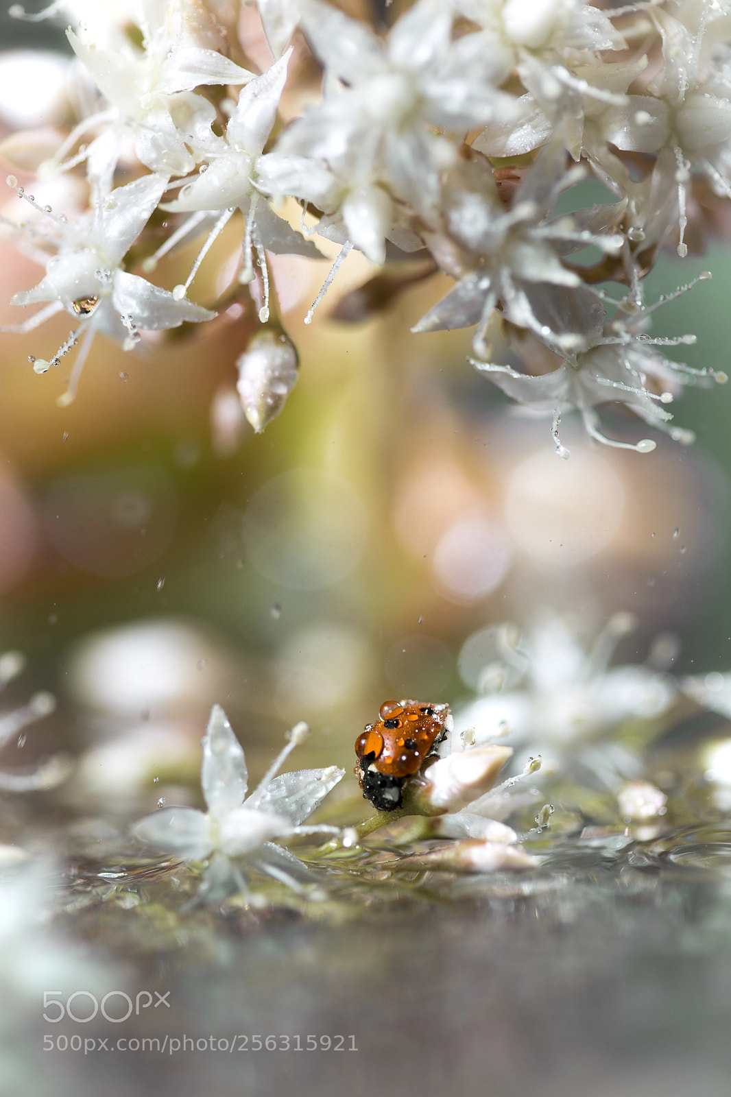 Canon EOS 6D sample photo. Senza titolo modifica photography