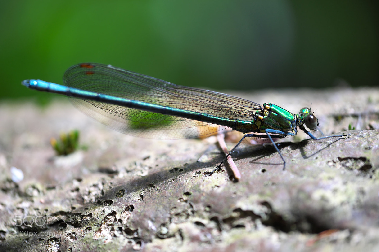 Fujifilm X-T2 sample photo. Dragonfly landed photography