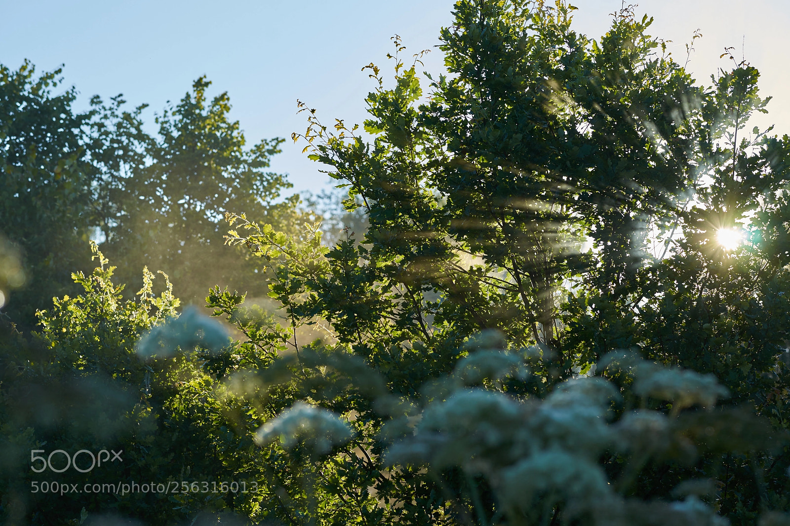 Sony Alpha DSLR-A850 sample photo. утро photography