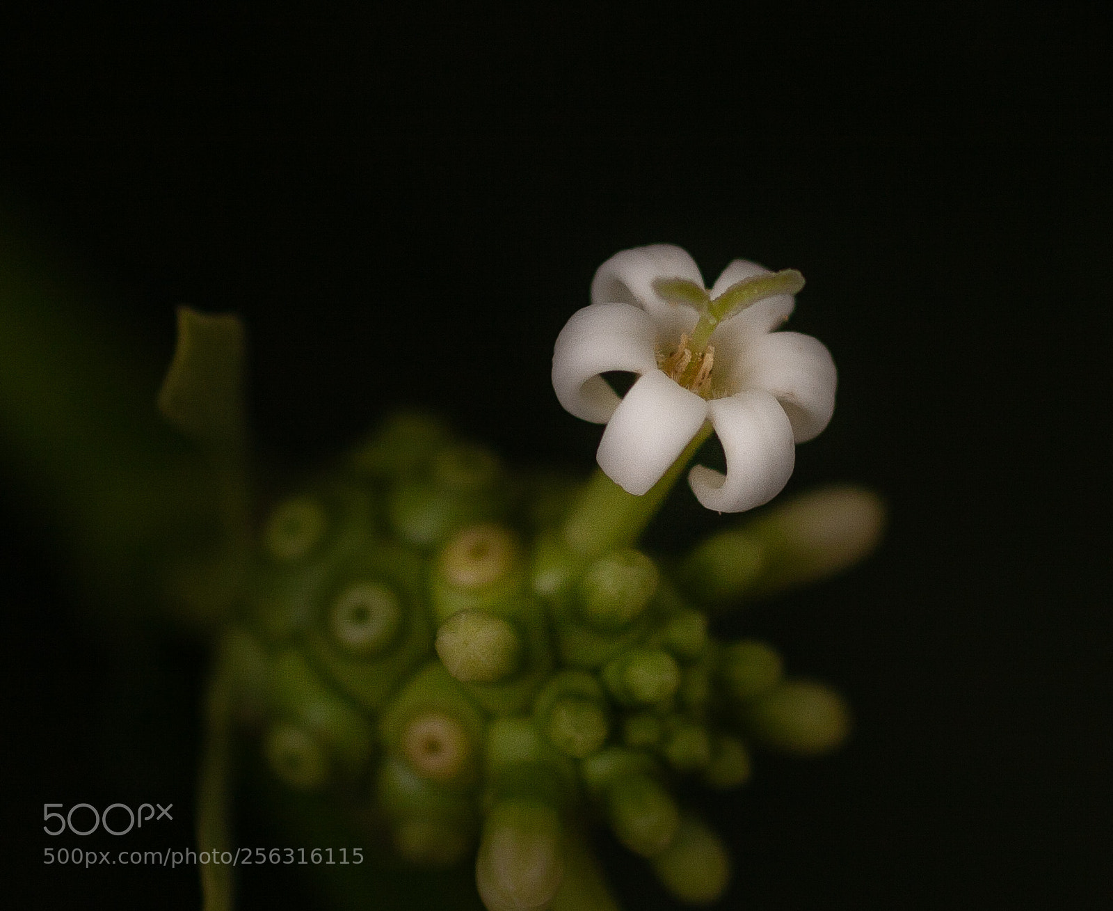 Canon EOS 400D (EOS Digital Rebel XTi / EOS Kiss Digital X) sample photo. Blumen & pflanzen aus thailand photography