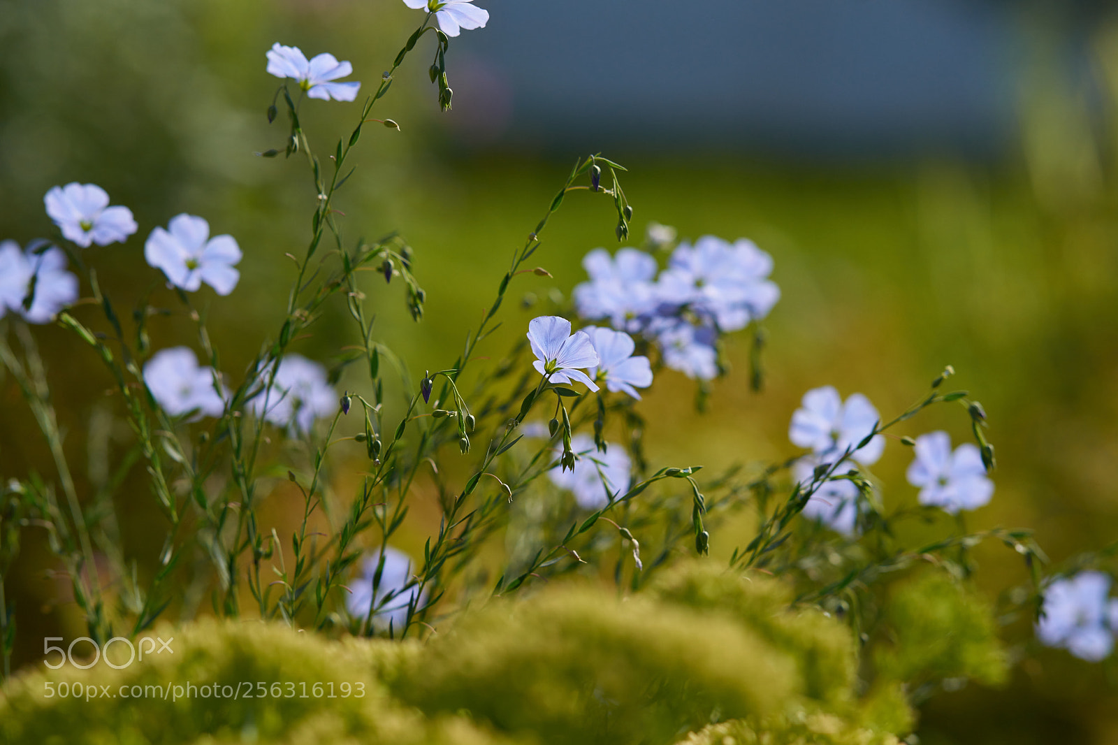 Sony Alpha DSLR-A850 sample photo. ... photography