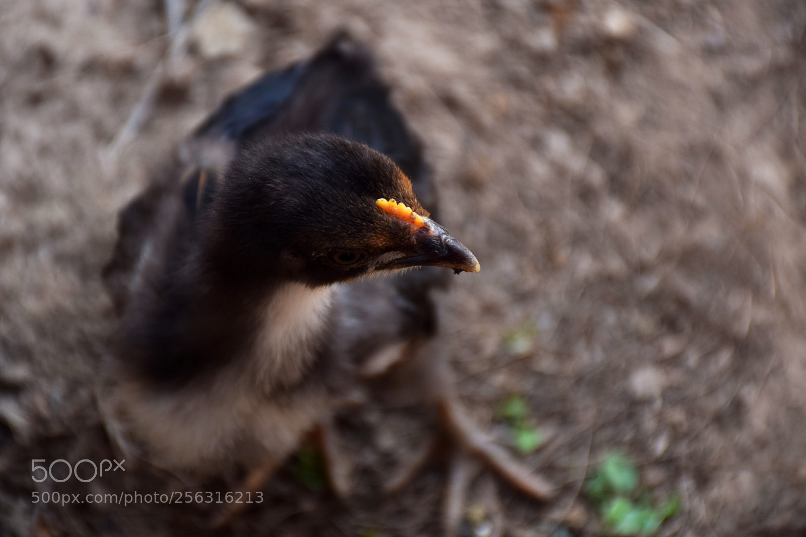 Nikon D5300 sample photo. Chicken photography
