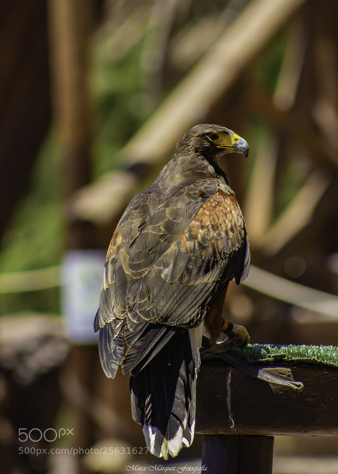 Canon EOS 60D sample photo. Águila photography
